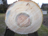 DSCN0868.JPG (223.93 KiB) 7464 mal betrachtet Die Jahrringe oben