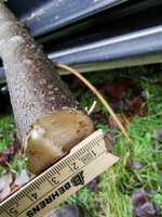 Traubenkirsche Anschnitt oben