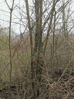 Hartriegel im Habitat