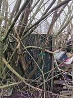 Pfaffenhütchen im Habitat