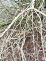 Pfaffenhütchen Zweig und Frucht