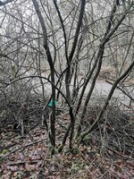 Schwarzdorn im Habitat