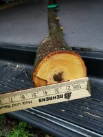 Schlehe Anschnitt oben