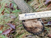 Schlehe Anschnitt unten