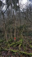 Habitat.jpg (1.94 MiB) 12339 mal betrachtet Das Habitat, alles sog. Wasserschößlinge, der liegende Mutterbaum war ziemlich dick