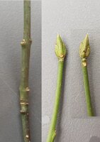 Knospe.jpg (1.13 MiB) 7295 mal betrachtet eine Knospe aus 2 Blickwinkeln + Ästchen