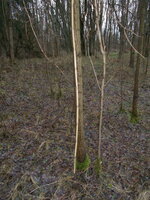 DSCN0889.JPG (294.46 KiB) 8477 mal betrachtet Robinie im Habitat