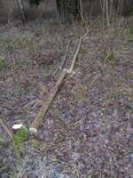 mit Kettesäge abgesägt und in Transportlänge<br />abgelängt, ging schnell