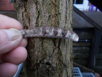 eine Samenhülse zur Identifikation