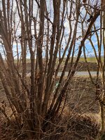 IMG_20220106_093740_compress25.jpg (953.41 KiB) 4517 mal betrachtet Der mit dem Bändchen is es