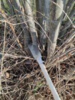 IMG_20220106_093925_compress11.jpg (877.11 KiB) 4517 mal betrachtet Diesmal auch selbst in Handarbeit geerntet