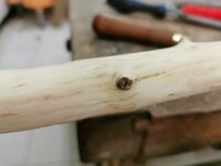 Weißdorn 16.1. Schwarze Nupsies.jpg (99.64 KiB) 1826 mal betrachtet Teilweise sind die Ästchen schwarz