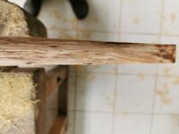 Der Rücken ist auch ganz schön scheckig