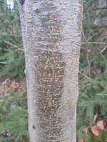 Baum II