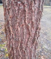 Baum I