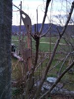 Rohling Hasel Recurve.jpg (664.81 KiB) 4055 mal betrachtet Recurve am Strauch wachsen lassen