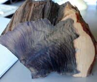 Eiseneibe Querschnitt.jpg