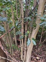 ilex.jpg (198.89 KiB) 1071 mal betrachtet Ilex