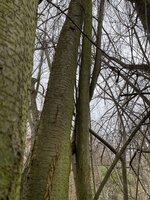 Prunus cerasifera, der Dünne in der Mitte