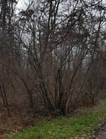 Kirschpflaumen-Habitat