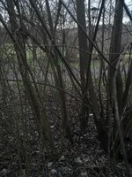 Hartriegel Habitat