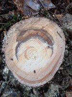 Querschnitt am dicken Ende