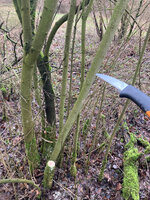Hartriegel im Habitat