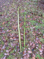 Hartriegel, das obere Ende wird vielleicht  ein Kinderbogen