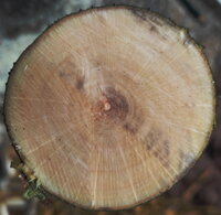 Hasel1Jahresringe.jpg