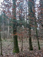 20230106_123953.jpg (1.26 MiB) 6764 mal betrachtet Fichte neu