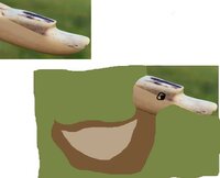 Duck.jpg