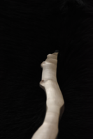 Rücken Wurfarm oben.PNG