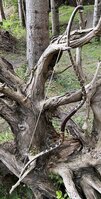 IMG_9825.jpeg