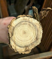 Robinie, dickes Ende