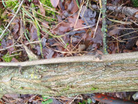 und diese fiesen Stacheln, oder Dornen?