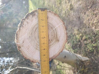 unteres dickeres Ende