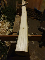 der erste Ring vom Kernholz am Bauch