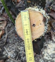 PXL_20240102_101426258~2.jpg (1.18 MiB) 6459 mal betrachtet Kurz nach dem sägen war ich mir dann erstmal nicht so sicher ob das nicht doch was anderes ist ,weil das Holz sehr hell war. Nach ein paar Minuten an der Luft wird es dann aber viel dunkler.