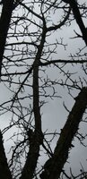 Apfel 1.jpg (1.21 MiB) 7111 mal betrachtet Apfel