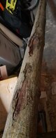 Schäden... das kommt davon wenn man "mal fix in den Wald fährt, bevor es dunkel ist".
