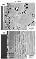 Quelle: Rhizome and root anatomy of moso bamboo (Phyllostachys pubescens) observed with scanning electron microscopy Ryoya Ito1 • Hisashi Miyafuji1 • Nobuhiko Kasuya