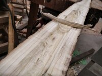 Um Risse vorzubeugen bleibt die Rinde noch drauf. Zwei Jahrringe dürfen bleiben, der Rest muss weg.