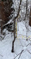 IMG_2637.jpeg