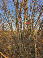 20250101_154437_lEjFQ43V8G.jpeg (1.78 MiB) 38947 mal betrachtet Habitat mit markiertem Rohling