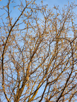 20250101_154443_1depqtl29D.jpeg (1.02 MiB) 38947 mal betrachtet Merkmale für Hasel