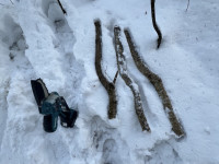 Hasel 2 Schattenseite