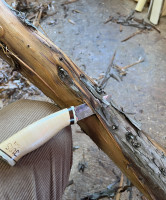 Rinde in Streifen abziehbar