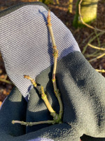 Knospen