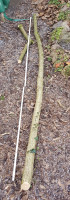 Der ganze Stamm mit noch 300 cm