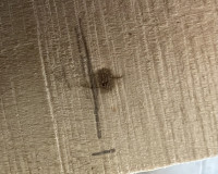 Kleine Risse um Astknoten